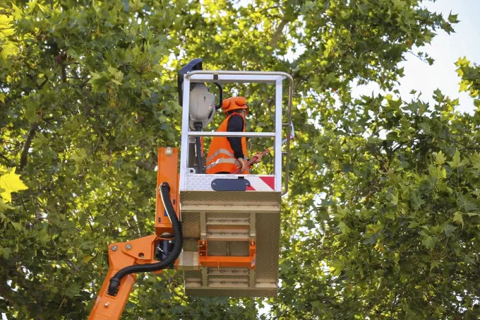 Framed Print : Workers on a Work Platform Pruning Trees Print Framed Print : Workers on a Work Platform Pruning Trees Print