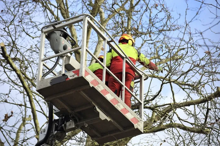 Framed Print : Workers on a Work Platform Prune Trees Print