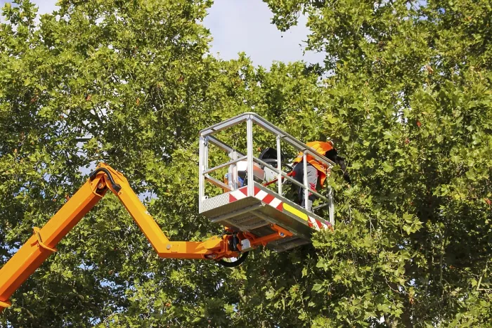 Framed Print : Workers on a work platform pruning trees Print Framed Print : Workers on a work platform pruning trees Print