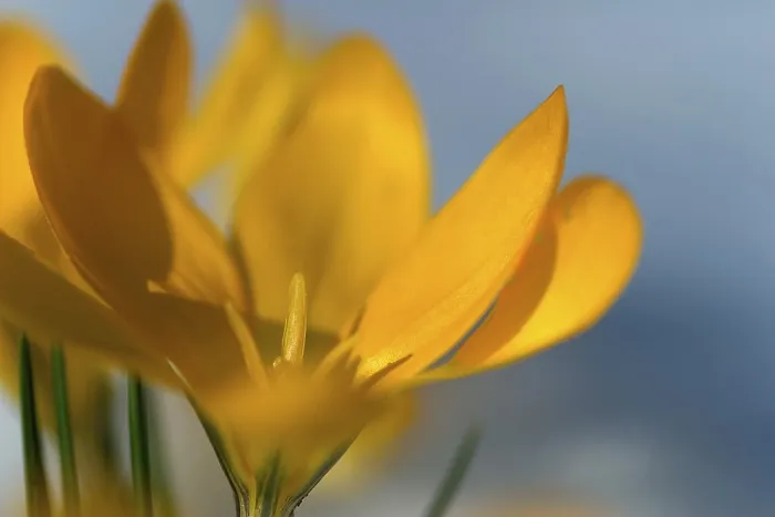 Framed Print : Yellow Crocus Print - A Delicate Spring Bloom Framed Print : Yellow Crocus Print - A Delicate Spring Bloom