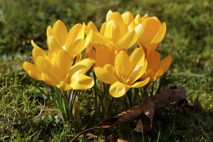 Framed Print : Yellow Crocus (Crocus flavus) Print Framed Print : Yellow Crocus (Crocus flavus) Print