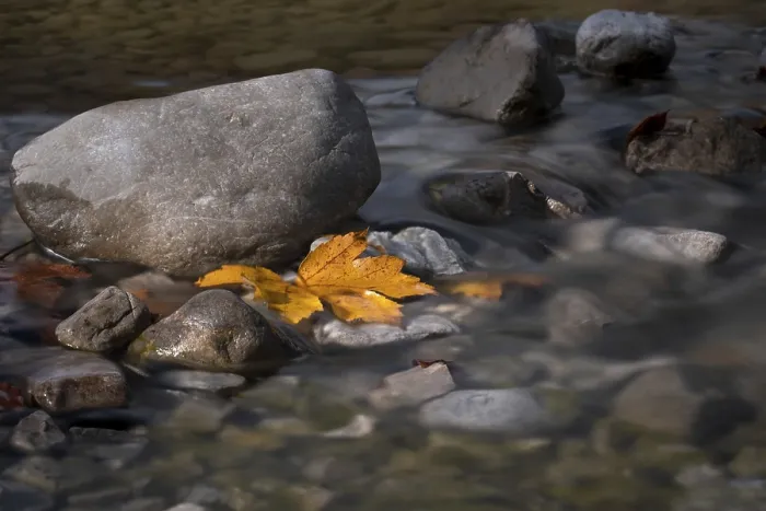 Framed Print : Yellow Discoloured Maple Leaf Riverbed Print Framed Print : Yellow Discoloured Maple Leaf Riverbed Print