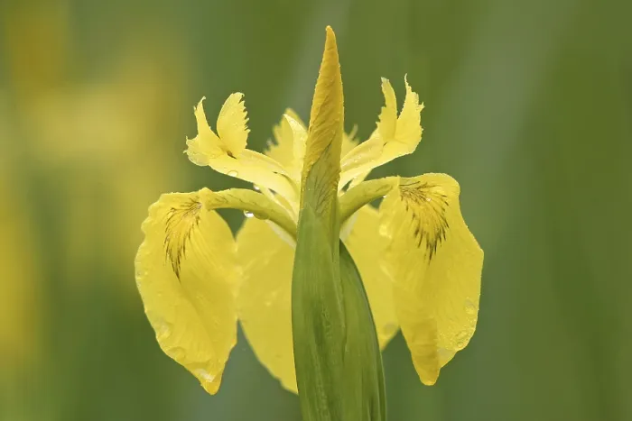 Framed Print : Yellow Flag Iris Print (Iris pseudacorus)