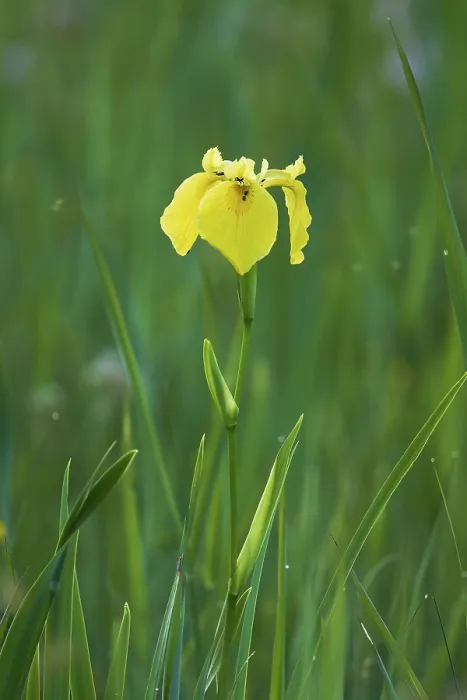 Framed Print : Yellow Flag (Iris pseudacorus) Print, Canton Zug, Switzerland Framed Print : Yellow Flag (Iris pseudacorus) Print, Canton Zug, Switzerland