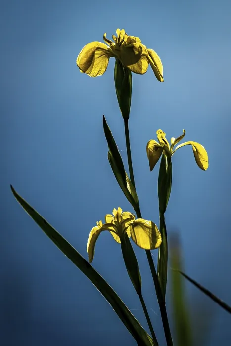 Framed Print : Yellow Flag (Iris pseudacorus) Print, Bern, Switzerland Framed Print : Yellow Flag (Iris pseudacorus) Print, Bern, Switzerland