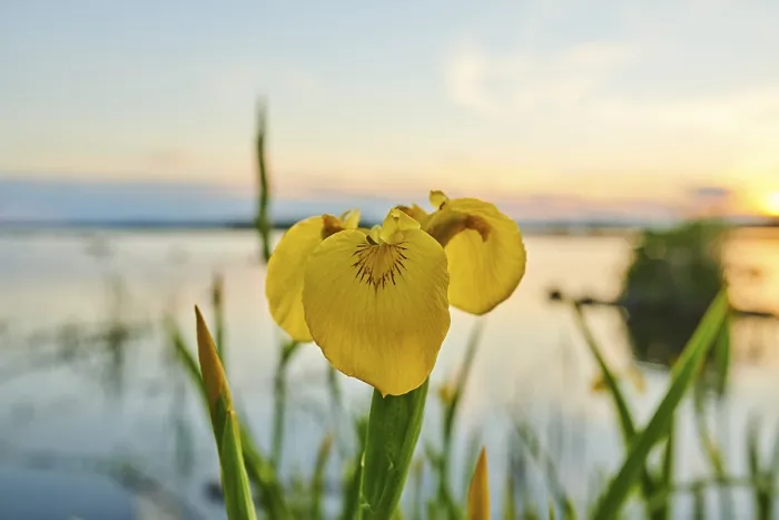 Framed Print : Yellow Flag (Iris pseudacorus) Print, Bavaria, Germany Framed Print : Yellow Flag (Iris pseudacorus) Print, Bavaria, Germany