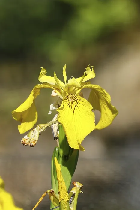 Framed Print : Yellow Flag Print: Iris pseudacorus in a German Pond Framed Print : Yellow Flag Print: Iris pseudacorus in a German Pond