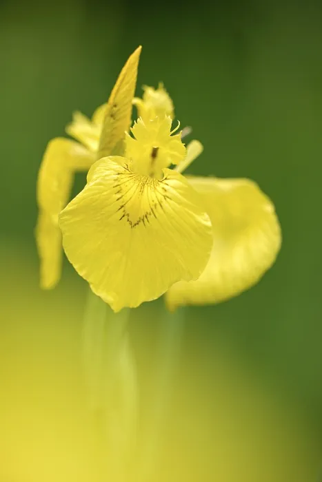 Framed Print : Yellow Flag Iris Print, Germany Framed Print : Yellow Flag Iris Print, Germany