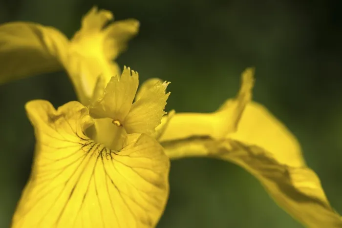 Framed Print : Yellow Iris Print - Iridaceae, Iris Pseudacorus