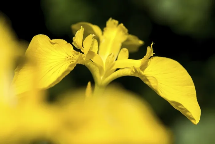 Framed Print : Yellow Iris Print - Iridaceae, Iris Pseudacorus Framed Print : Yellow Iris Print - Iridaceae, Iris Pseudacorus
