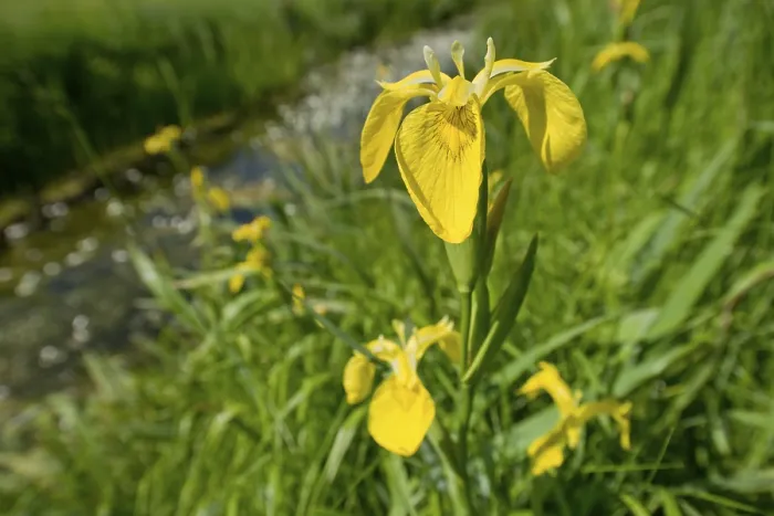 Framed Print : Yellow Iris Print, Dromling Nature Reserve, Germany Framed Print : Yellow Iris Print, Dromling Nature Reserve, Germany