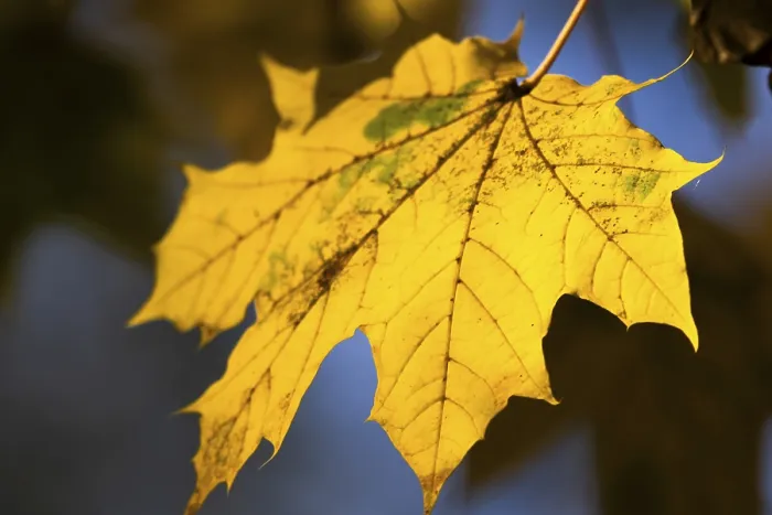 Framed Print : A yellow leaf with soft light and a soft Framed Print : A yellow leaf with soft light and a soft