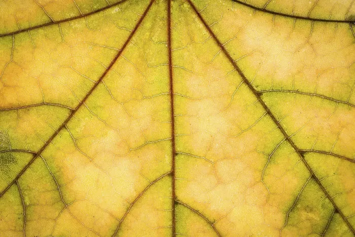 Framed Print : Yellow Maple Autumn Leaf Texture Print