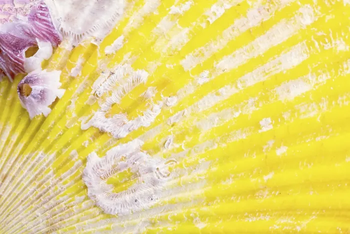 Framed Print : Yellow Seashell Print, Macro Photography Framed Print : Yellow Seashell Print, Macro Photography