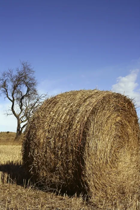 Framed Print : Yellow Straw Round Bale Print Framed Print : Yellow Straw Round Bale Print