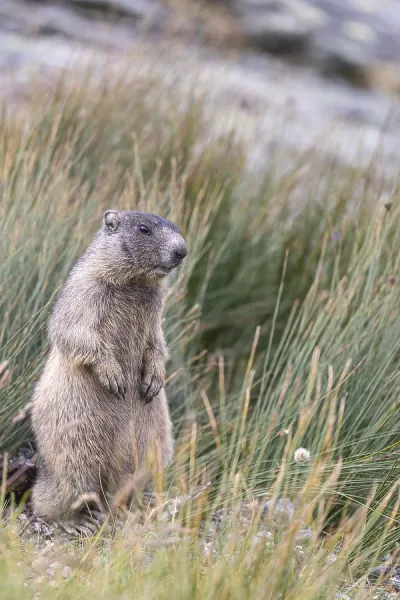 Alpine Marmot Print: Young Marmota marmota Standing Art