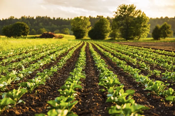 Framed Print : Young Cabbage Sprouts Print - Sunset Field Scene Framed Print : Young Cabbage Sprouts Print - Sunset Field Scene