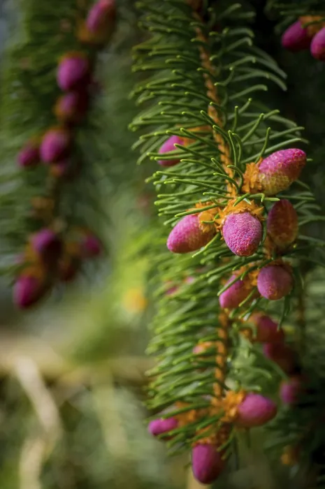 Framed Print : Young Cones on a Tree in Springtime Print Framed Print : Young Cones on a Tree in Springtime Print