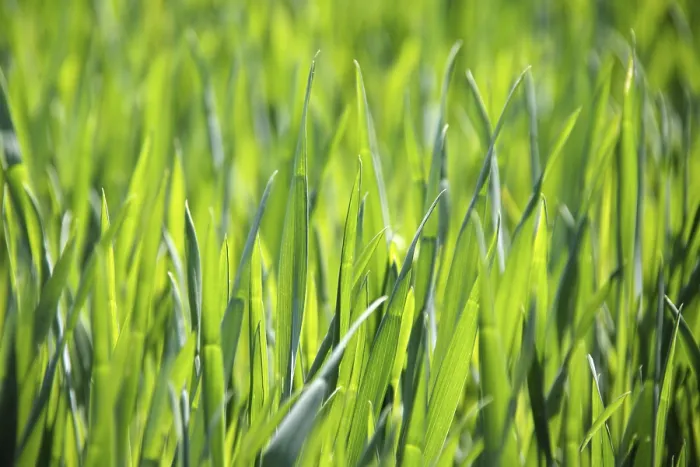Framed Print : Young Corn in Spring Print, Texture Background Framed Print : Young Corn in Spring Print, Texture Background