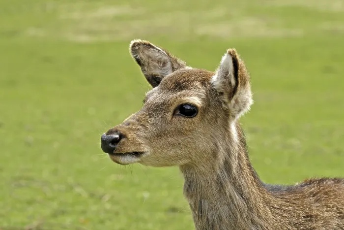 Framed Print : Young Deer Print Framed Print : Young Deer Print