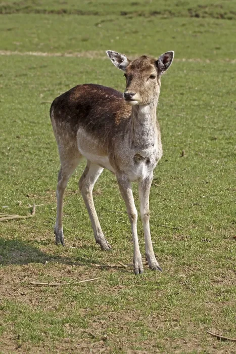 Framed Print : Young Deer Print