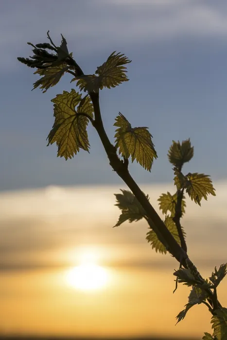 Framed Print : Young Grapevine Leaves in Spring Print, Germany Framed Print : Young Grapevine Leaves in Spring Print, Germany