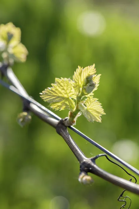 Framed Print : Young Grapevine Leaves in Spring Print, Baden-Wurttemberg, Germany Framed Print : Young Grapevine Leaves in Spring Print, Baden-Wurttemberg, Germany