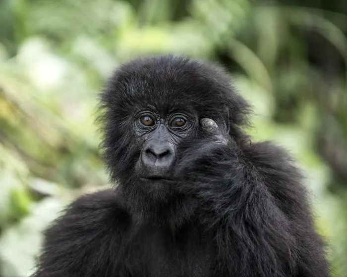 Framed Print : Young Mountain Gorilla Print Framed Print : Young Mountain Gorilla Print