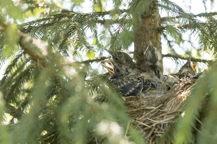 Framed Print : Young Thrush Chicks in Nest Print Framed Print : Young Thrush Chicks in Nest Print