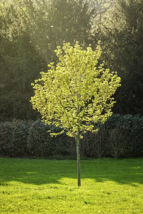 Framed Print : Young Tree in Spring Print Framed Print : Young Tree in Spring Print