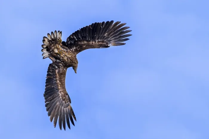 Framed Print : Young White-tailed Eagle Print - Immature in Flight Framed Print : Young White-tailed Eagle Print - Immature in Flight