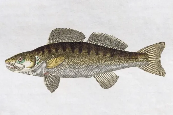 Framed Print : Zander Print, Handpainted Copper Engraving, 1795 Framed Print : Zander Print, Handpainted Copper Engraving, 1795