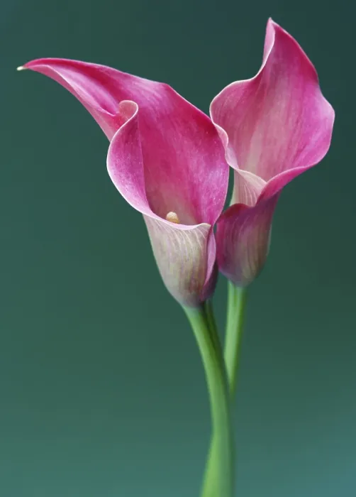 Framed Print : Zantedeschia Print - Exotic Flower in Bloom