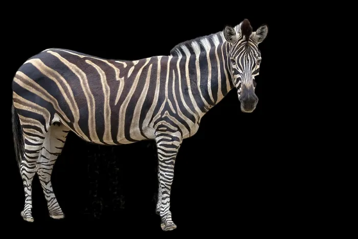 Framed Print : Zebra Print on Black Background Framed Print : Zebra Print on Black Background