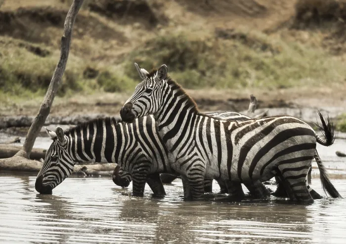 Framed Print : Zebras Drinking in the Serengeti River Print Framed Print : Zebras Drinking in the Serengeti River Print