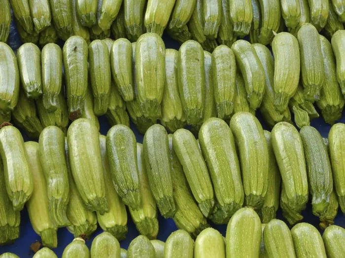 Framed Print : Zucchini Print Framed Print : Zucchini Print