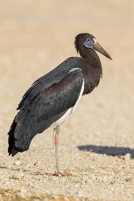 Framed Print : Abdim's Stork Print, Standing Adult in Oman Framed Print : Abdim's Stork Print, Standing Adult in Oman