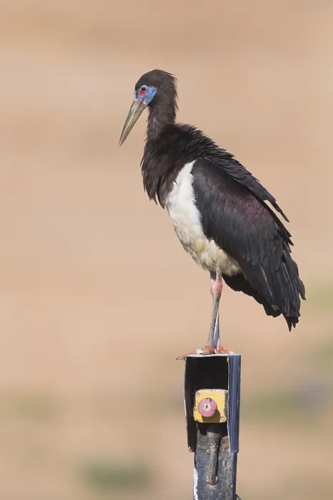 Framed Print : Abdim's Stork Print, Standing on Machinery in Oman