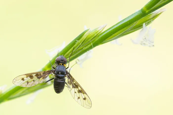 Framed Print : Variable Anthrax Bee-fly Print