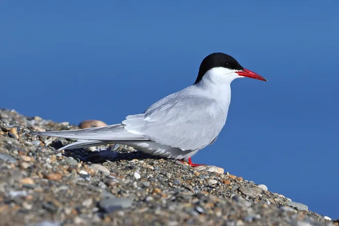 Framed Print : Arctic Tern Print: Sterna paradisaea, Nome, Alaska Framed Print : Arctic Tern Print: Sterna paradisaea, Nome, Alaska