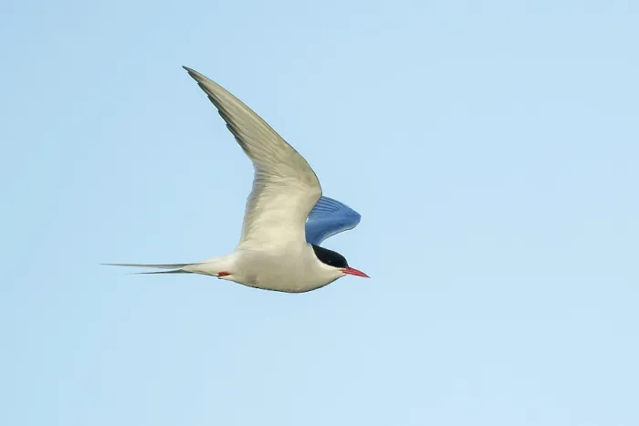 Framed Print : Arctic Tern Print, Adult breeding, Seward Peninsula, AK Framed Print : Arctic Tern Print, Adult breeding, Seward Peninsula, AK
