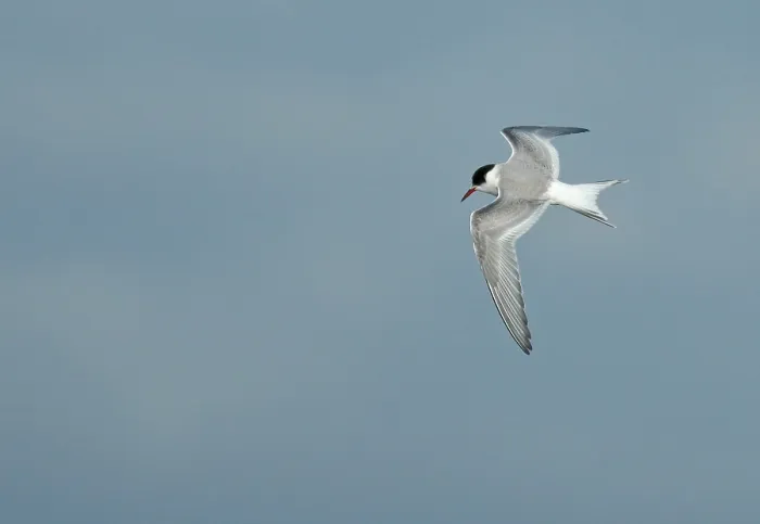 Framed Print : Arctic Tern Print: Sterna paradisaea in Flight