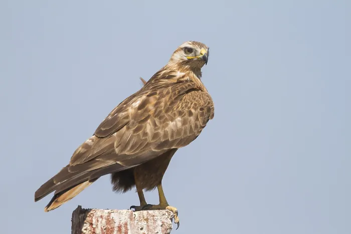 Framed Print : Arendbuizerd Print, Long-legged Buzzard in Kazakhstan Framed Print : Arendbuizerd Print, Long-legged Buzzard in Kazakhstan