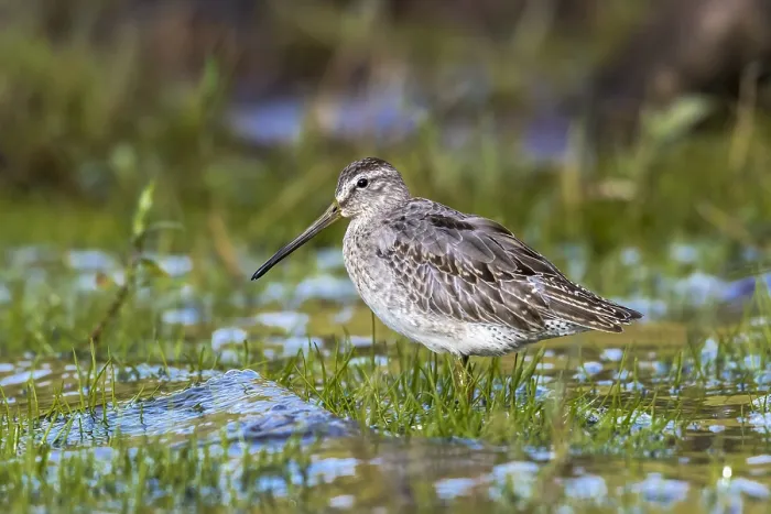 Framed Print : Atlantic Short-billed Dowitcher Print, 1st winter, Caldera lake Framed Print : Atlantic Short-billed Dowitcher Print, 1st winter, Caldera lake