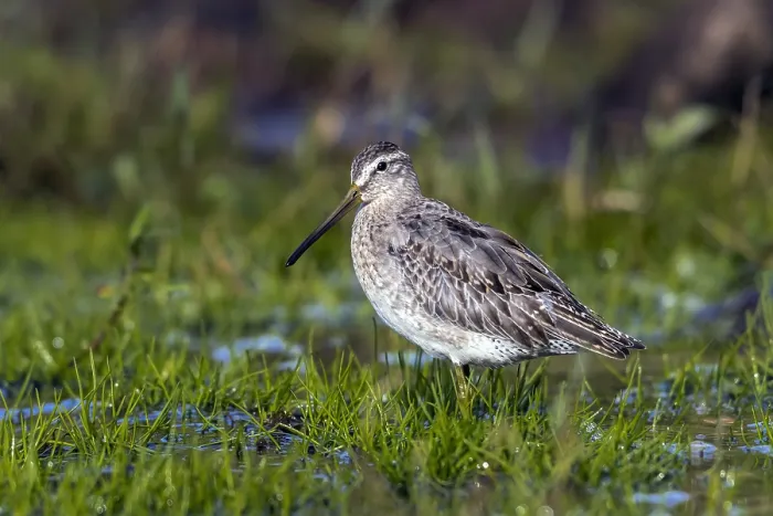 Framed Print : Atlantic Short-billed Dowitcher Print, 1st winter Framed Print : Atlantic Short-billed Dowitcher Print, 1st winter
