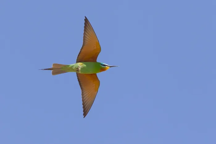 Framed Print : Print of Adult Blue-cheeked Bee-eater in Flight Framed Print : Print of Adult Blue-cheeked Bee-eater in Flight