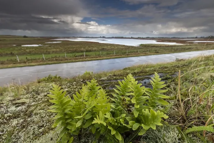Framed Print : Polypodium interjectum Print Framed Print : Polypodium interjectum Print