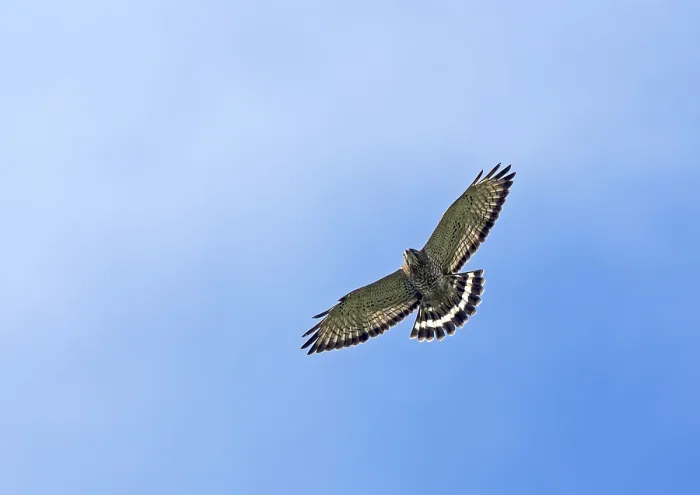 Framed Print : Breedvleugelbuizerd in Flight Print Framed Print : Breedvleugelbuizerd in Flight Print
