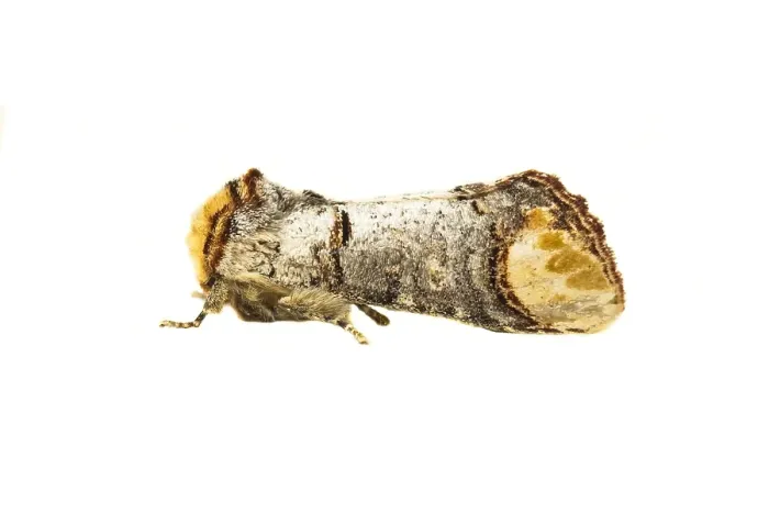 Framed Print : Buff-tip Print: A detailed Phalera bucephala image Framed Print : Buff-tip Print: A detailed Phalera bucephala image