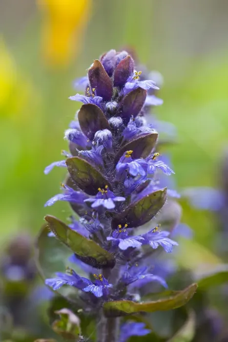 Framed Print : Ajuga reptans Print - Bugle Flower Illustration